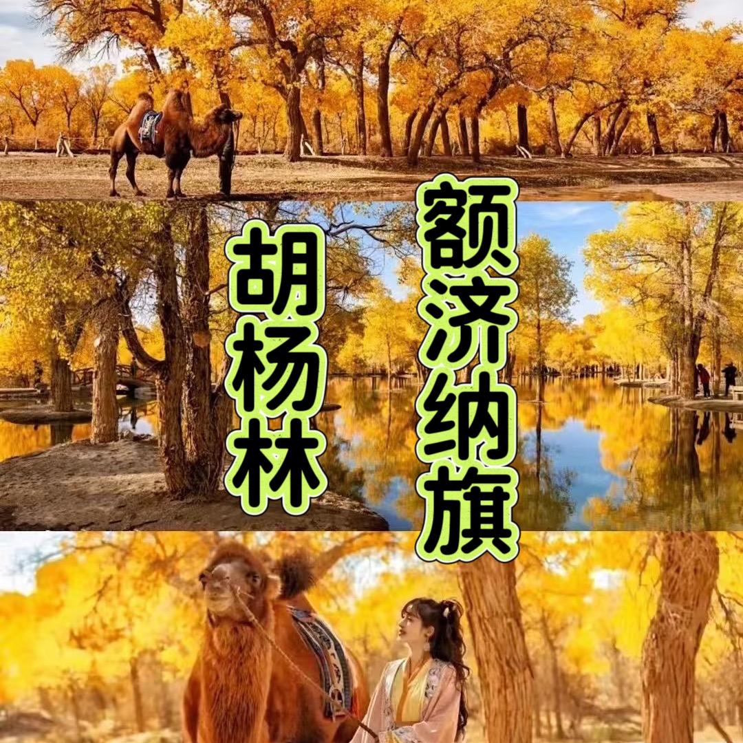 【胡杨林专场】内蒙古额济纳旗
