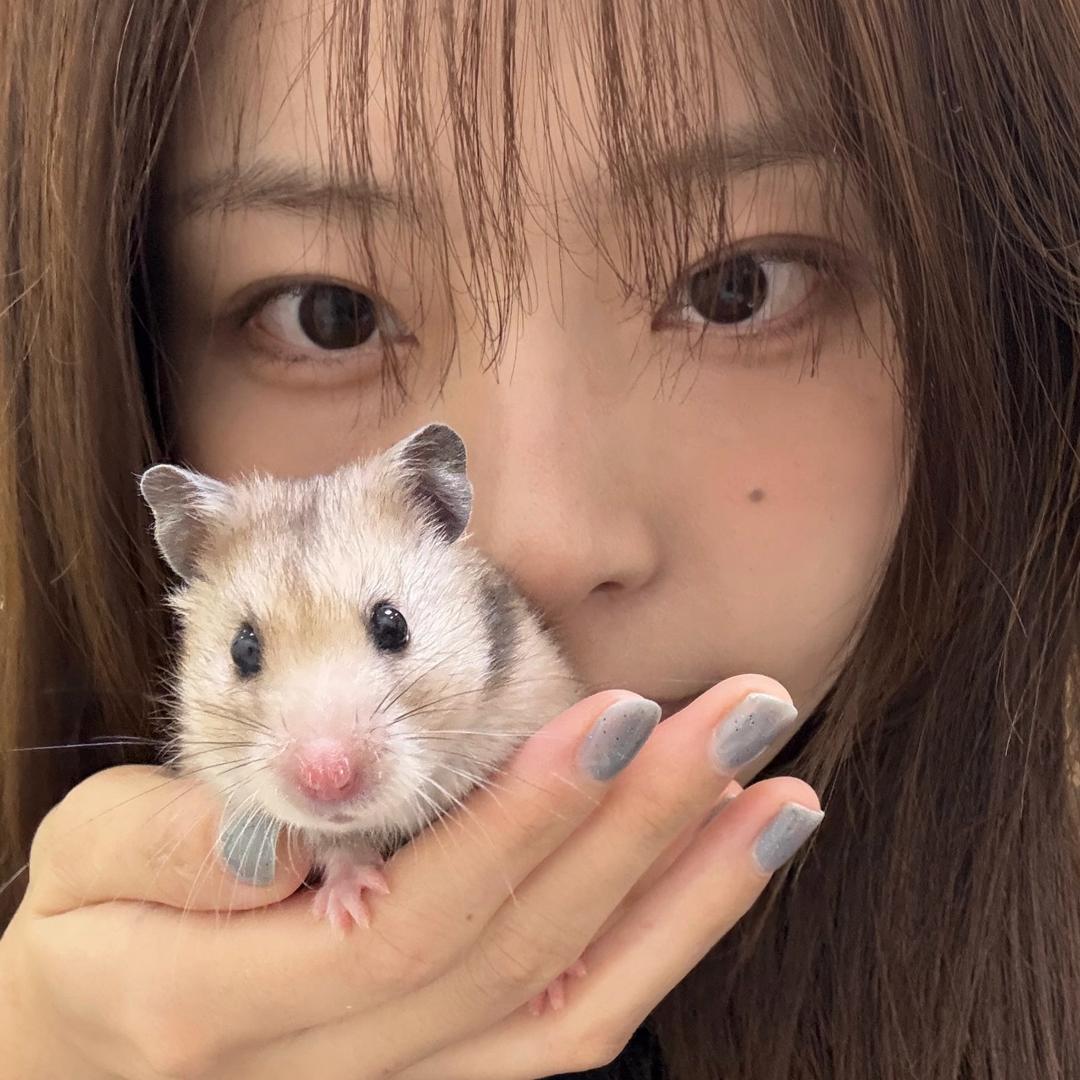 珍猪包