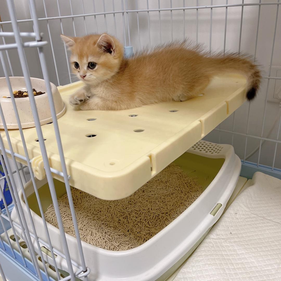 猫咪爱好者