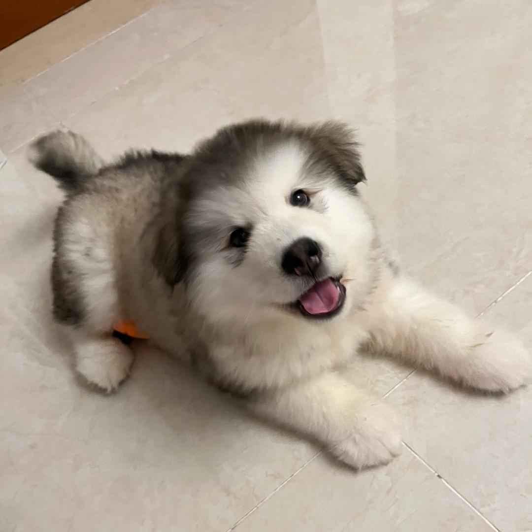 一坨蹄花🐻