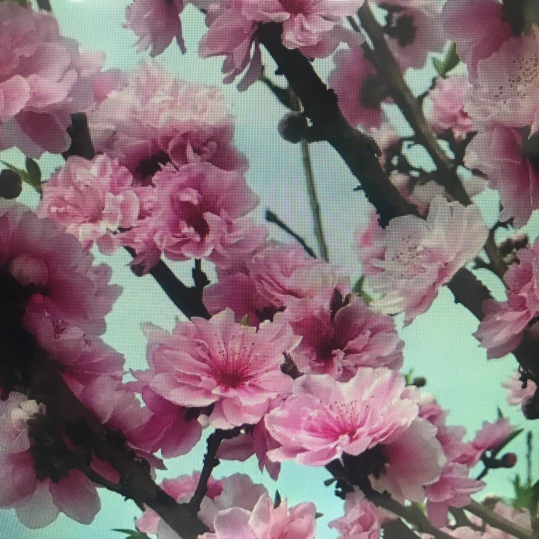 🌹释🌹怀