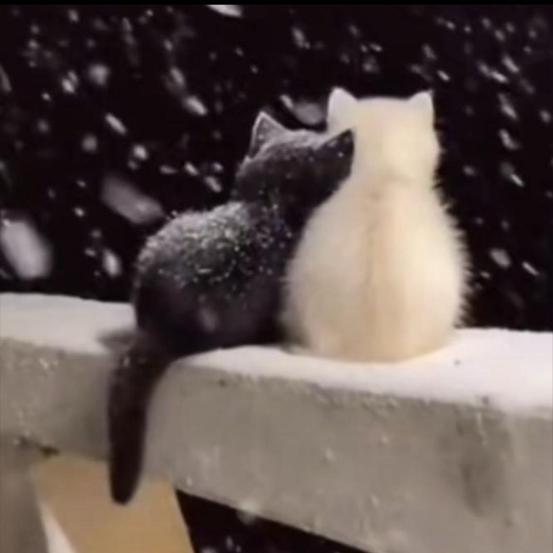 ꧁༺威༒少༻꧂