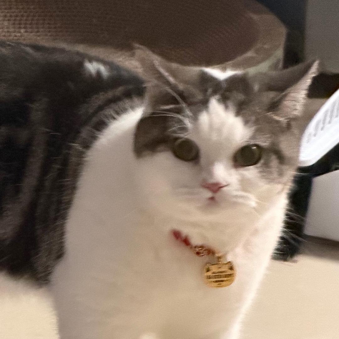 (˶‾᷄ ⁻̫ ‾᷅˵)可爱duang