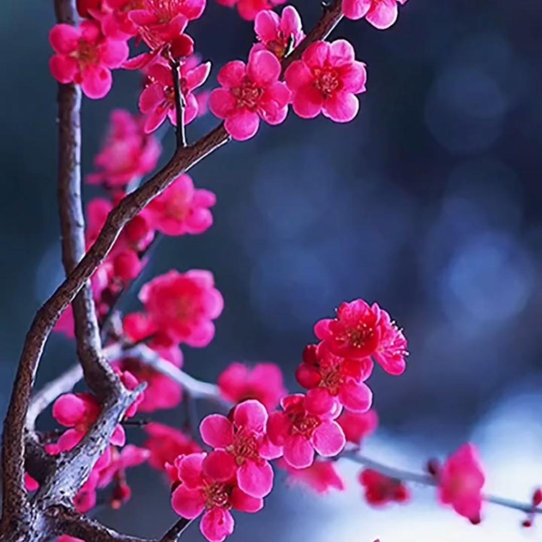 梅林好物