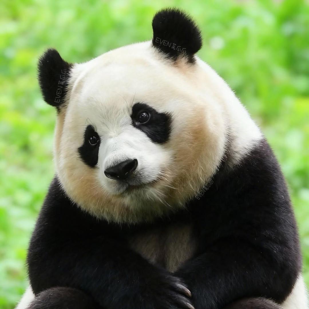 英玲