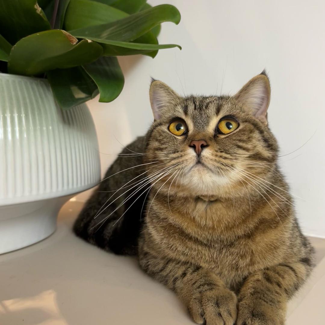 🍊橘子𝙄𝙉𝙂