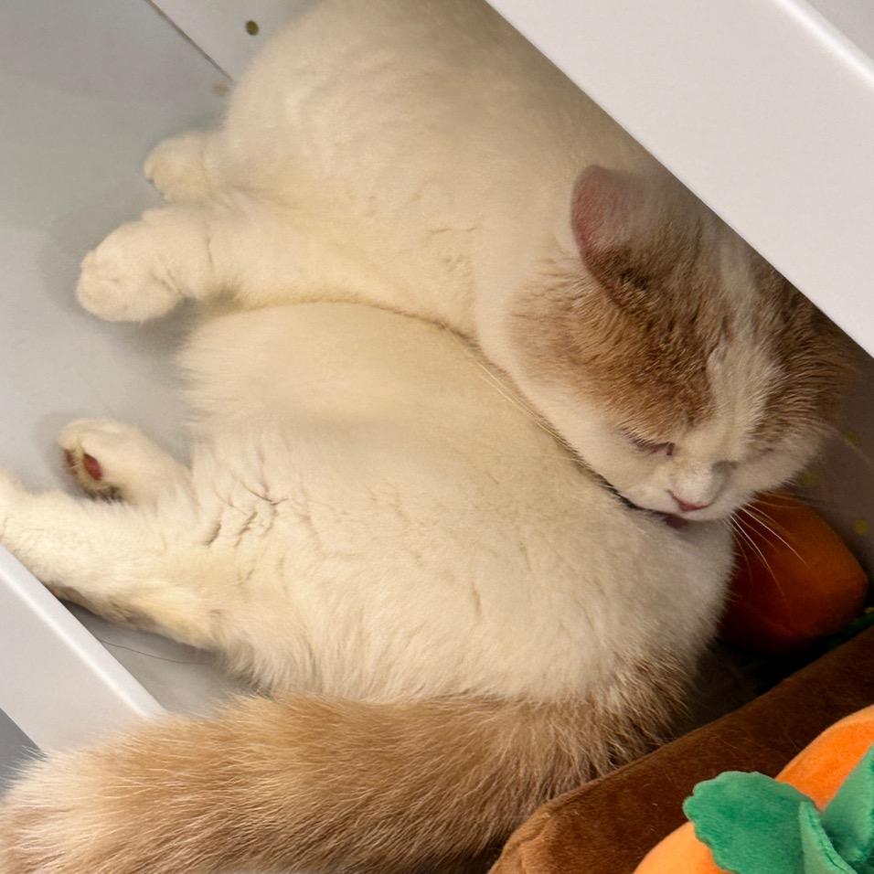 愿望吃不胖