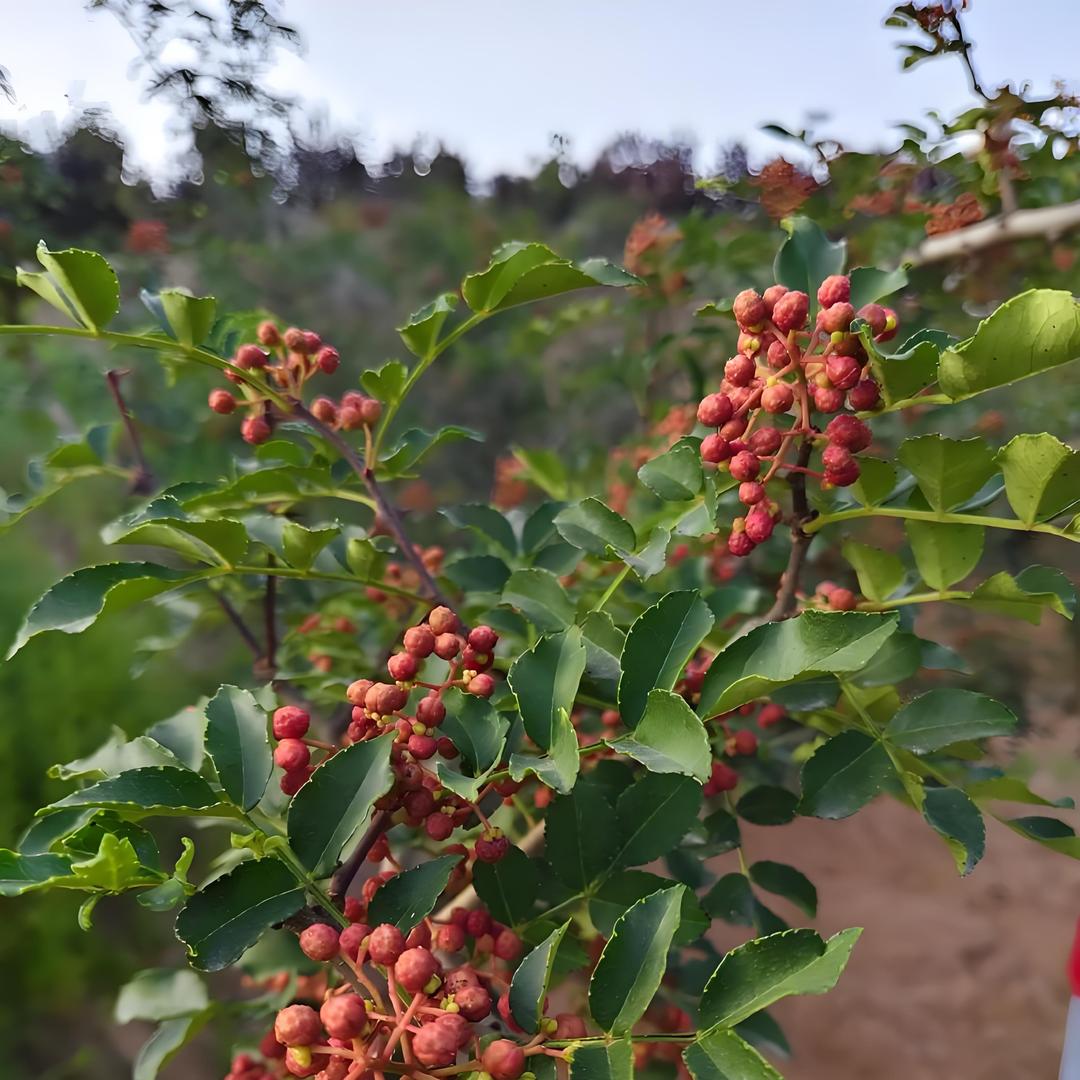 大料总批发～3632