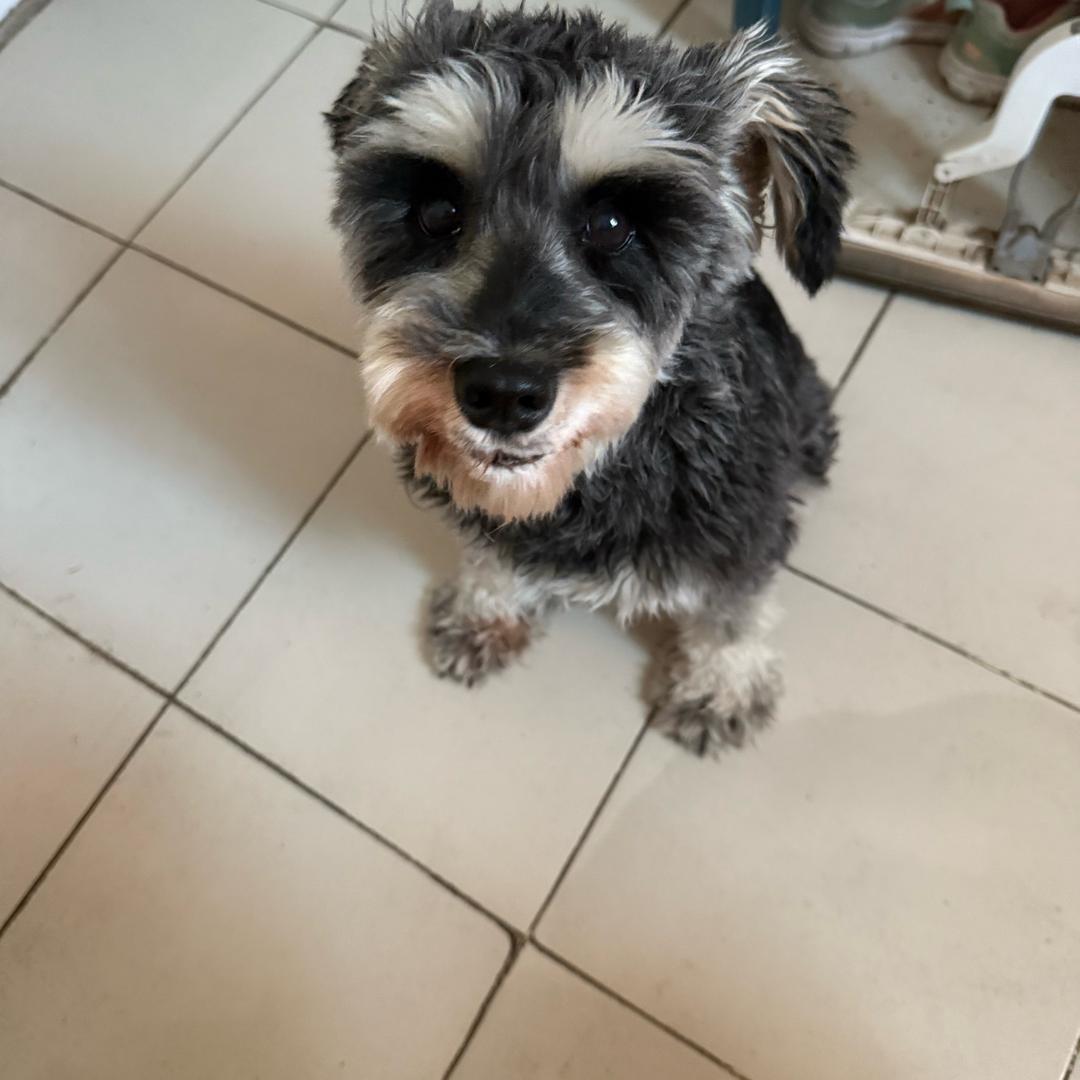 🌈爱❤️爱🍋爱诺宝🌈粉色小企鹅