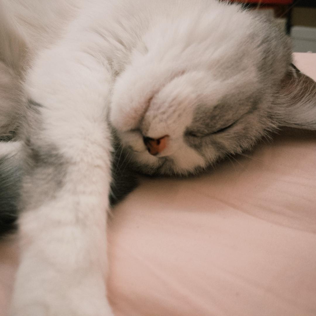 你脸红什么
