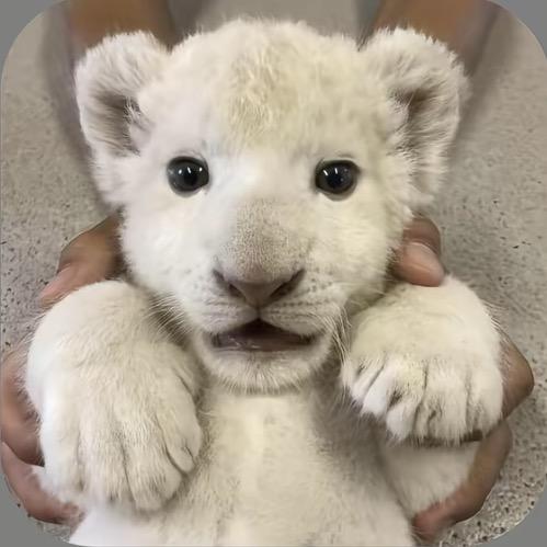 ㅤㅤ ㅤㅤㅤㅤㅤㅤㅤㅤ琛不是琛