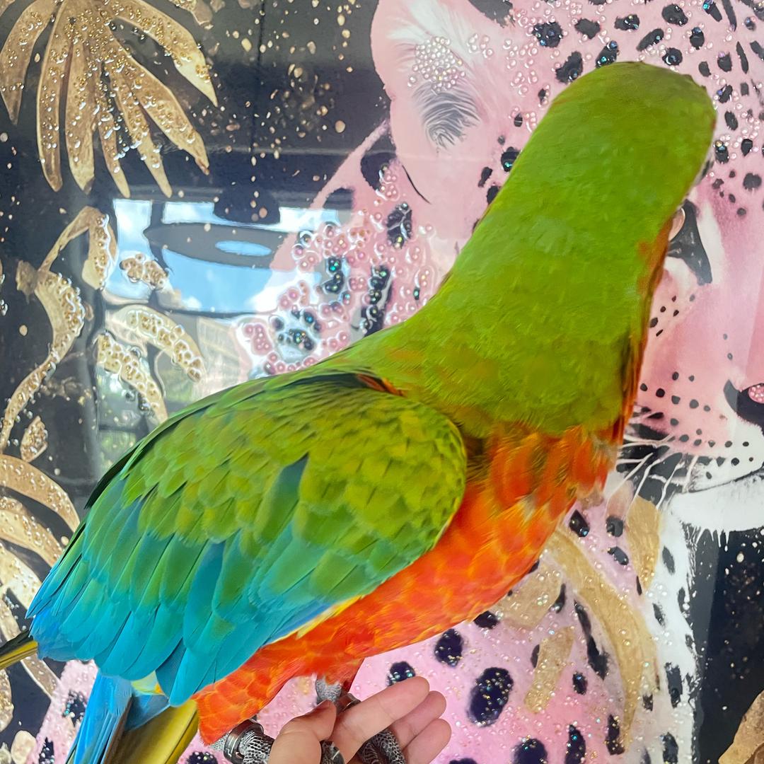 🦜鹦鹉公主👑HR🤍上官婕妤