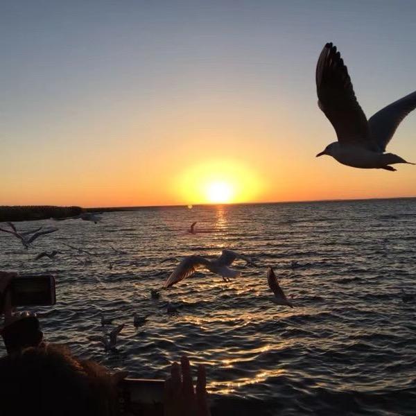 嘉野集，药材花蜜