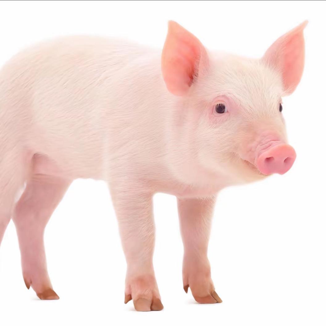 羊肉卷
