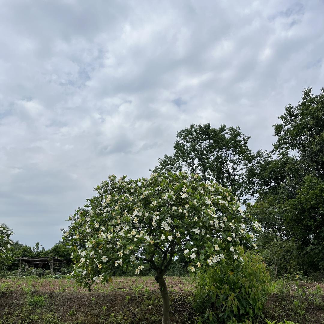 可久自然花苑