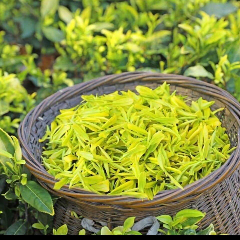 李哥茶园