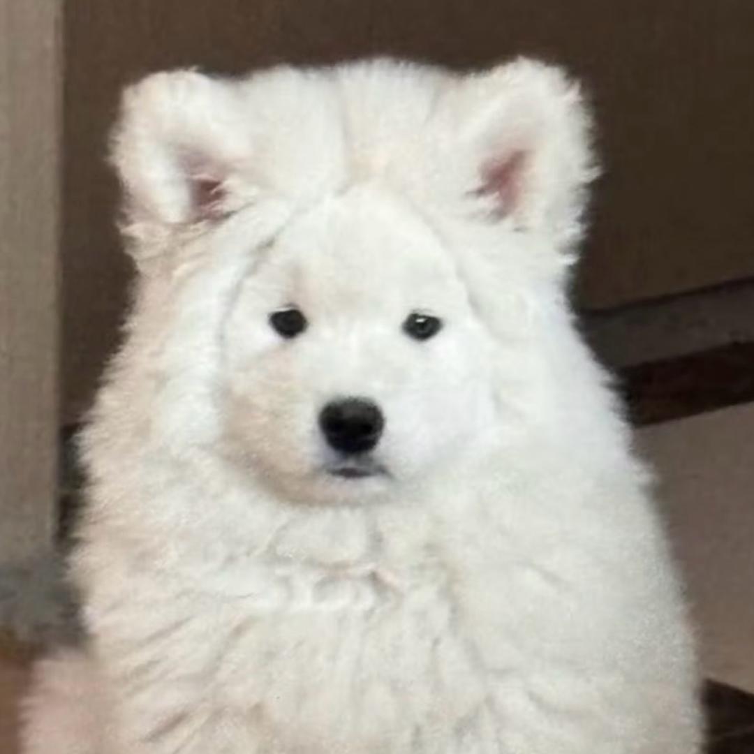 啵啵呆桃🧙‍♀️