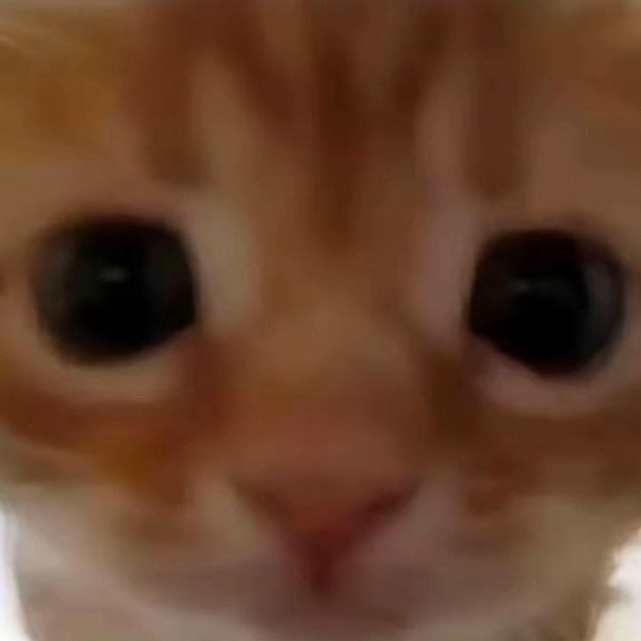 嗜血小猫大王（无畏契约）