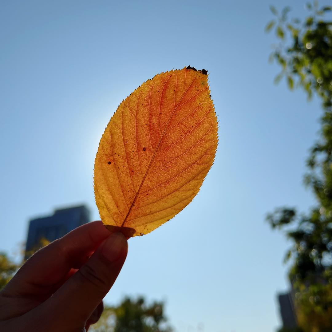 爱啃排骨滴小煜仔