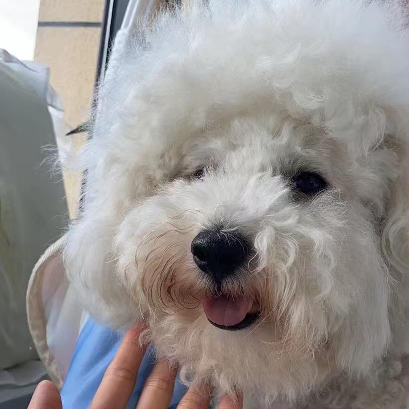 家有萌宠🐶