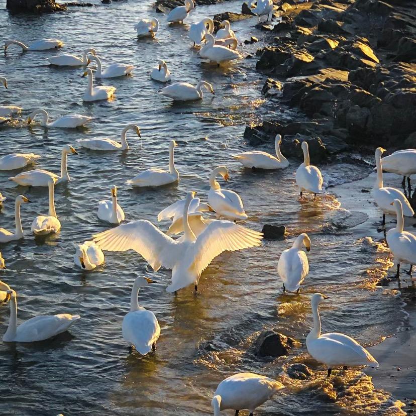 分享猫咪日常🐱