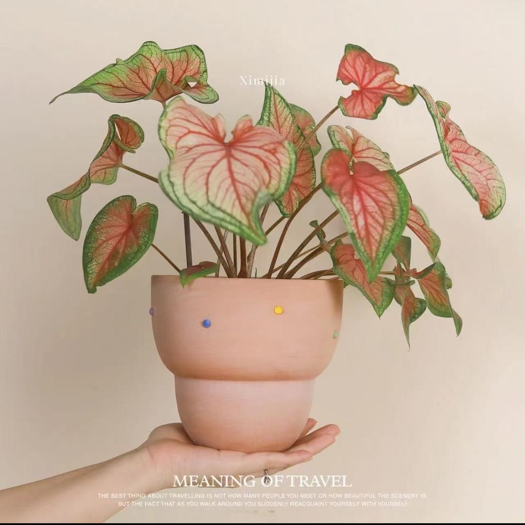 香柏树花盆厂