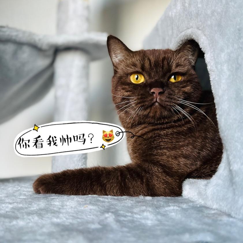 一只文明的猫