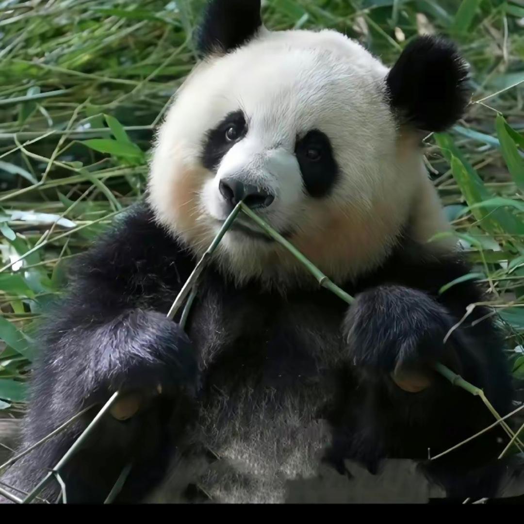 大白兔ᖰ🐰ྀིᖳ 凉糖