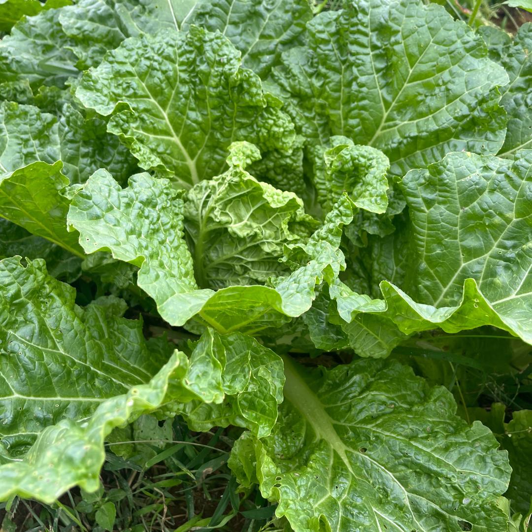 甄好吃果园小铺