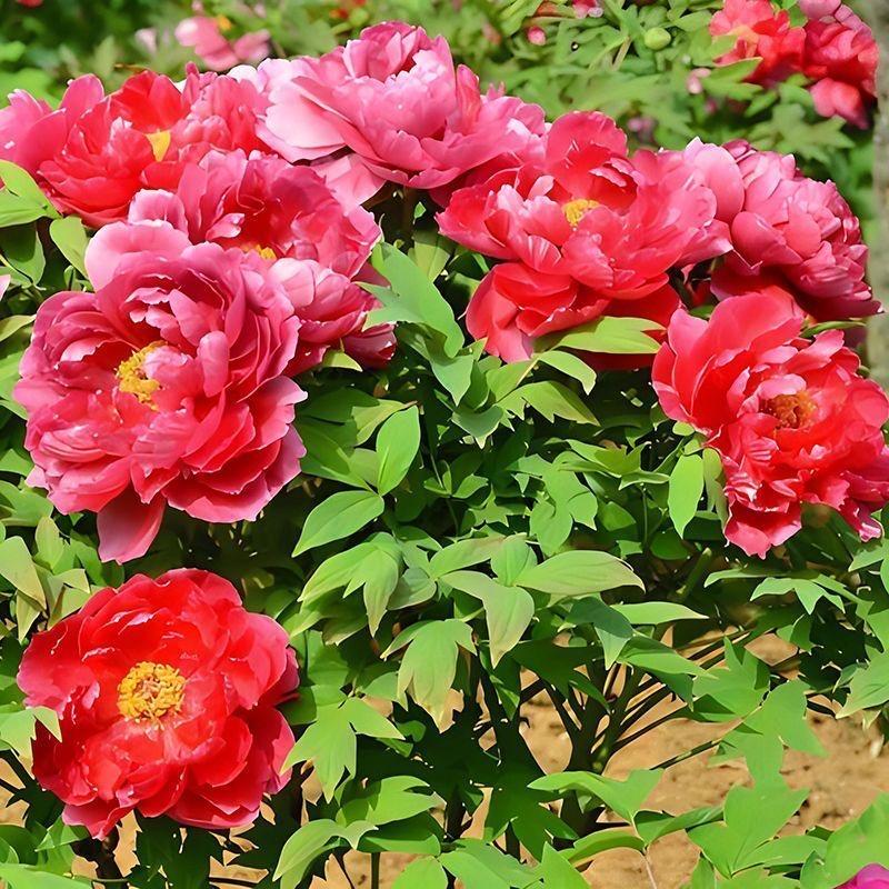 洛阳韵冠牡丹种植基地