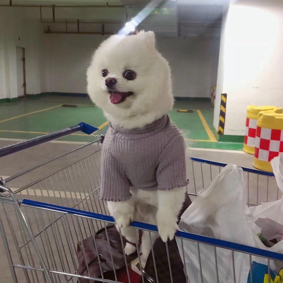 白色的狗和黄色的狗