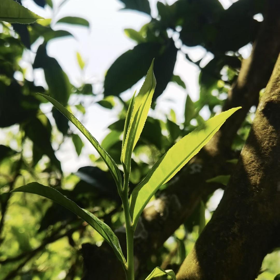 马邓茶山凹龙祥泰茶业