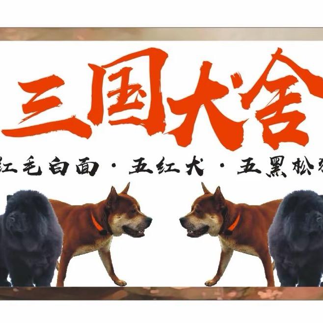三国犬舍 一米八五
