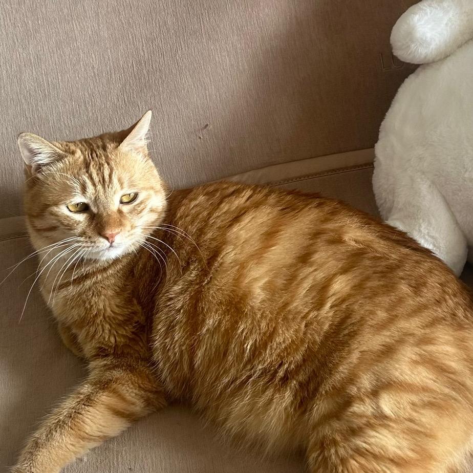 片儿哥🐱