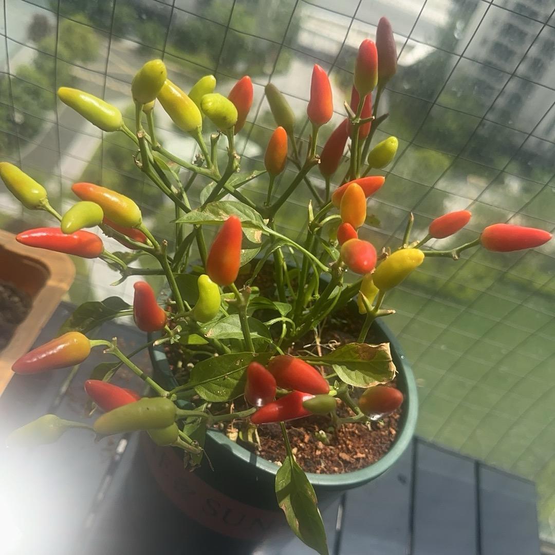 AAA辣椒种植