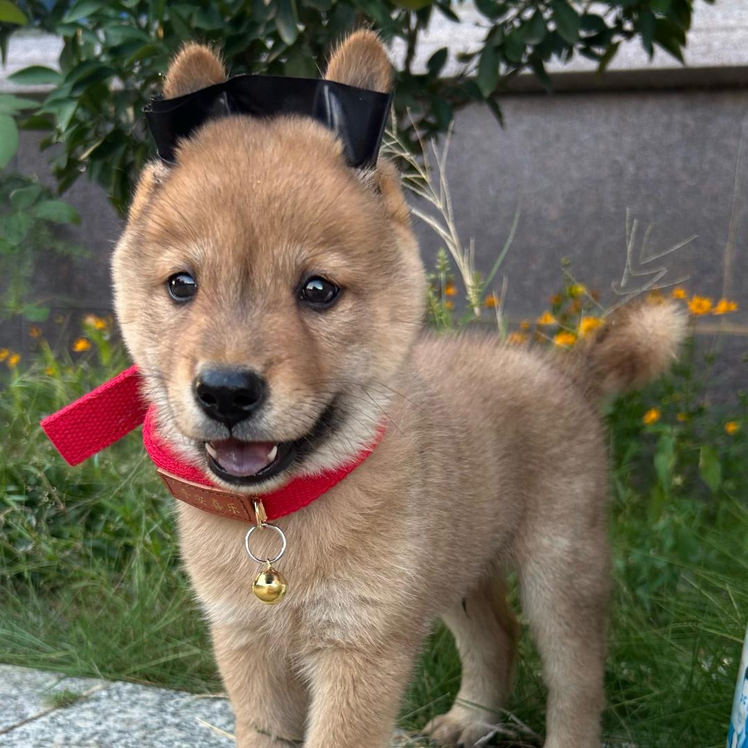田园犬小七