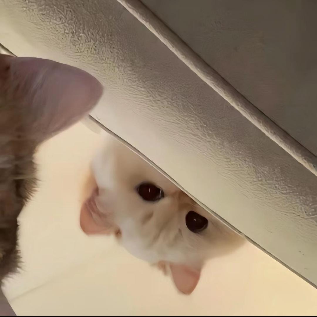 馨子