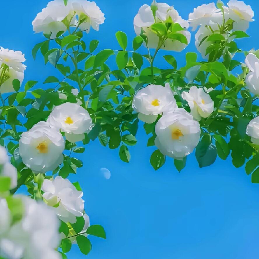不问归期❤️