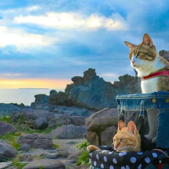 猫耳朵爱旅游
