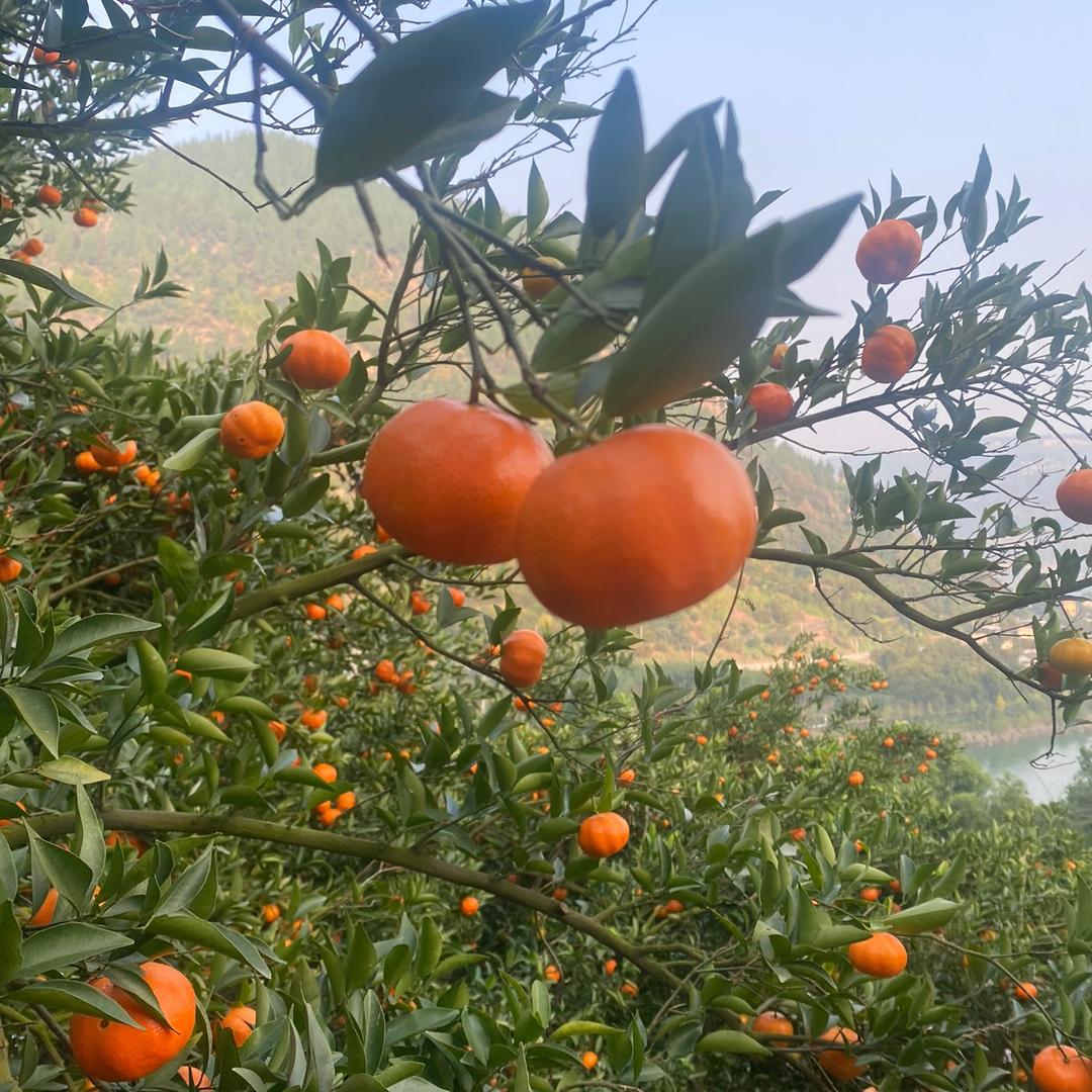 万州向幺妹儿土特产店