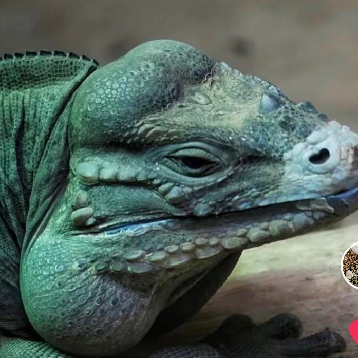 佛山三零三农业