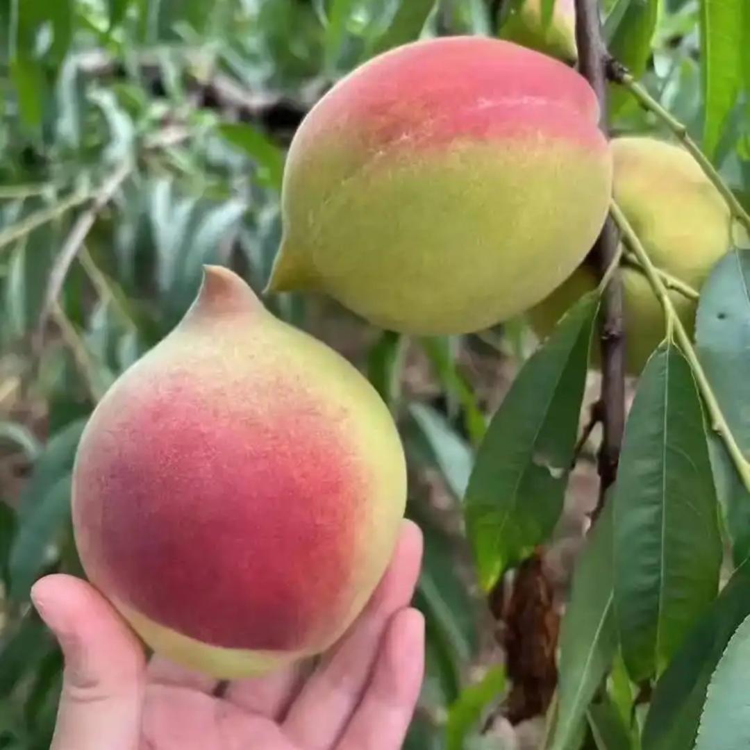 悠悠农品严选店