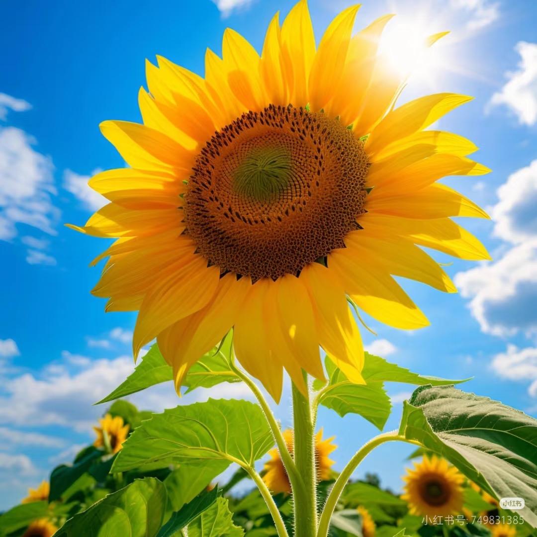 洋洋老师美丽课堂