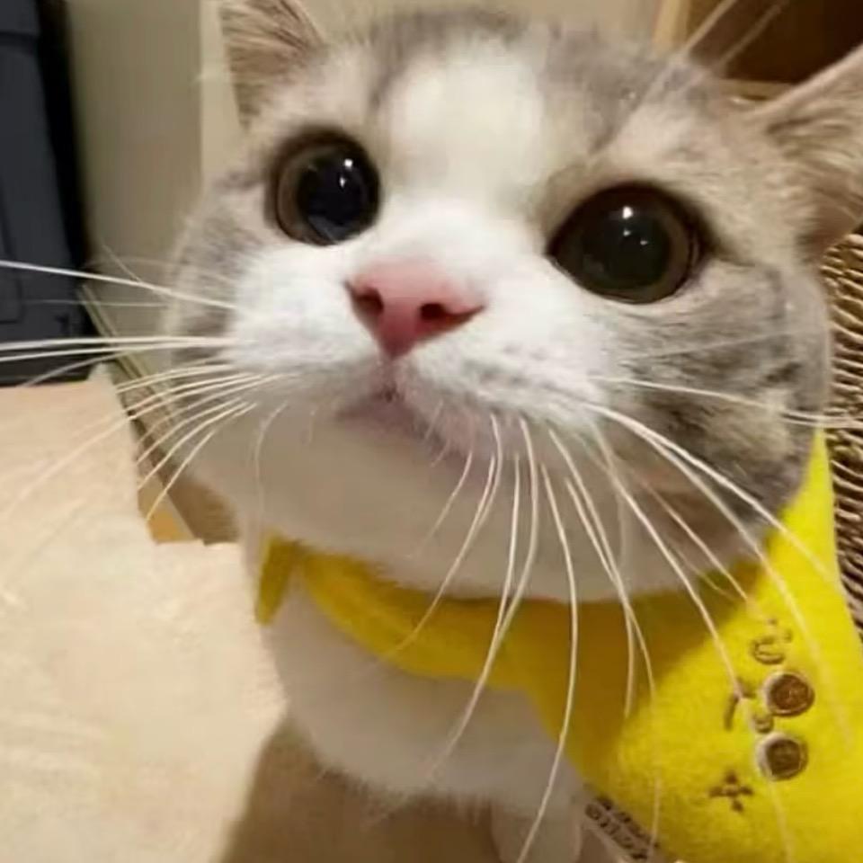 耶耶耶爱吃蟑螂🪳