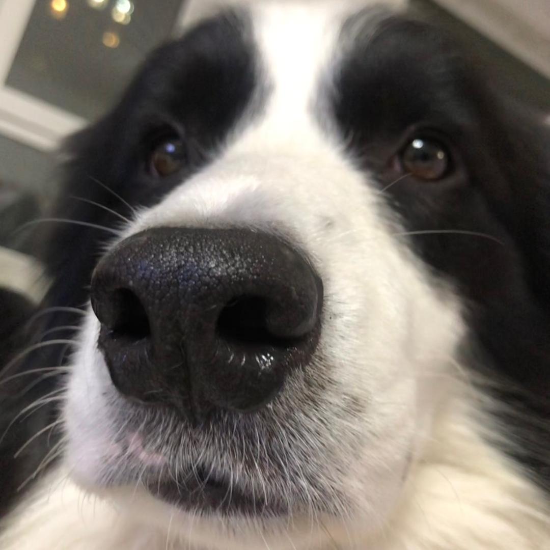 功夫熊猫它妈妈