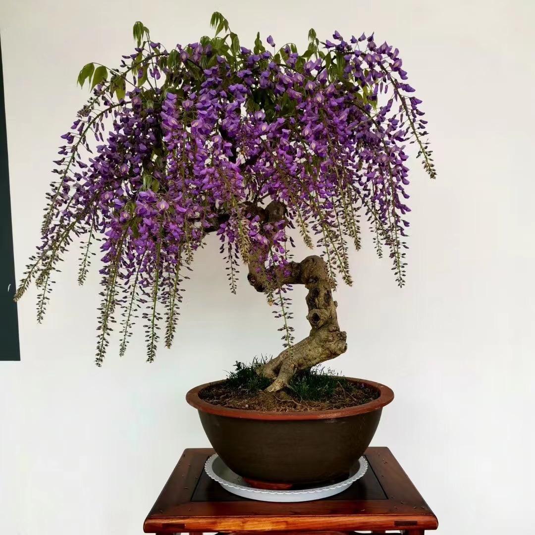 太美丽花园