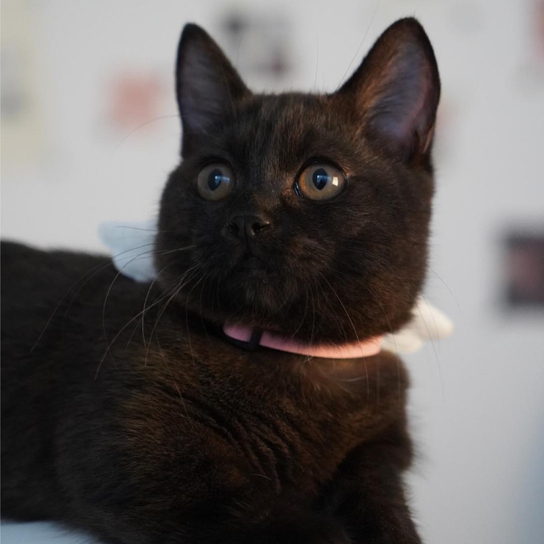 黑猫栗栗子