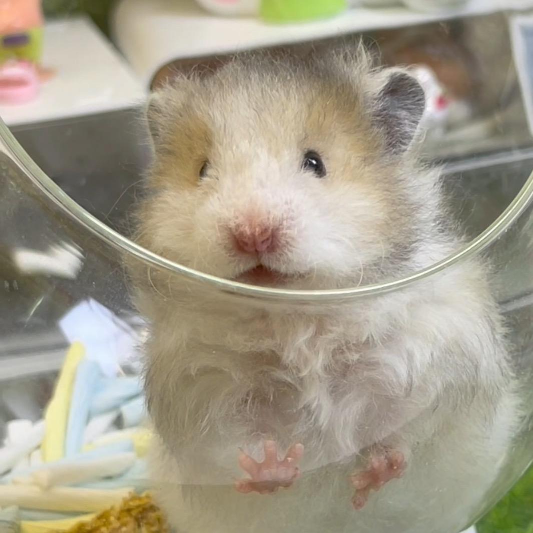 森语熊舍(出熊)