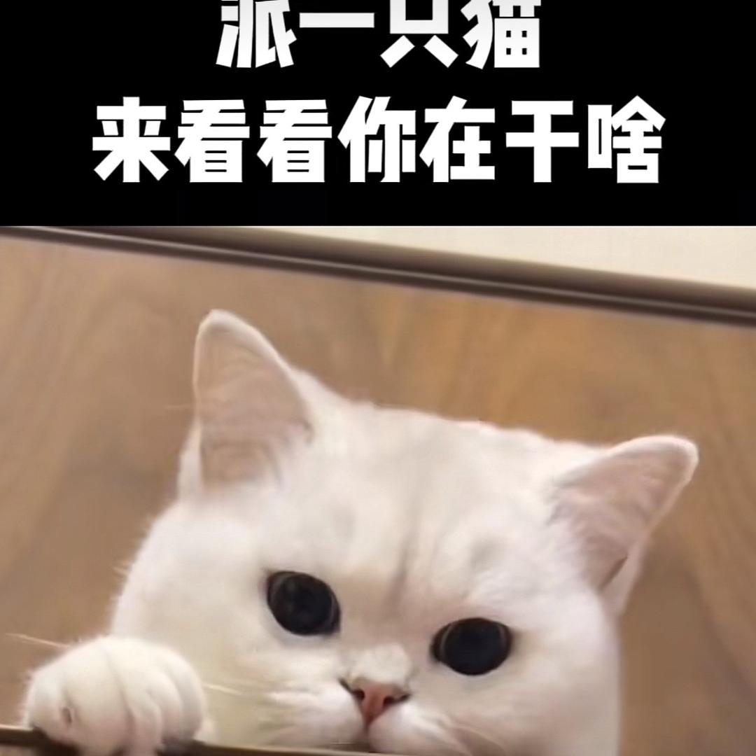 西华县永诚房产方周