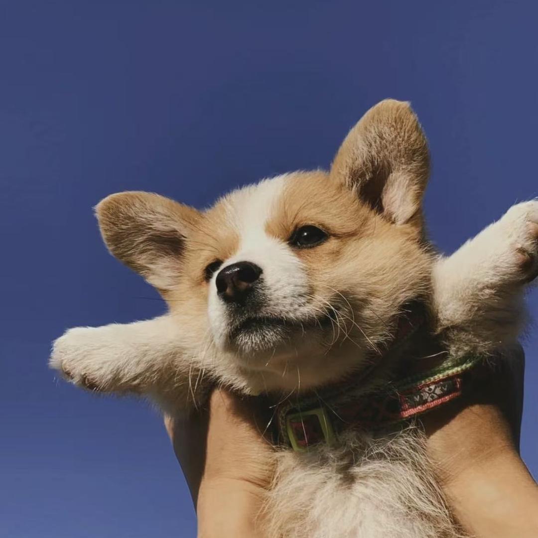 似锦同学